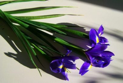 Iris morado