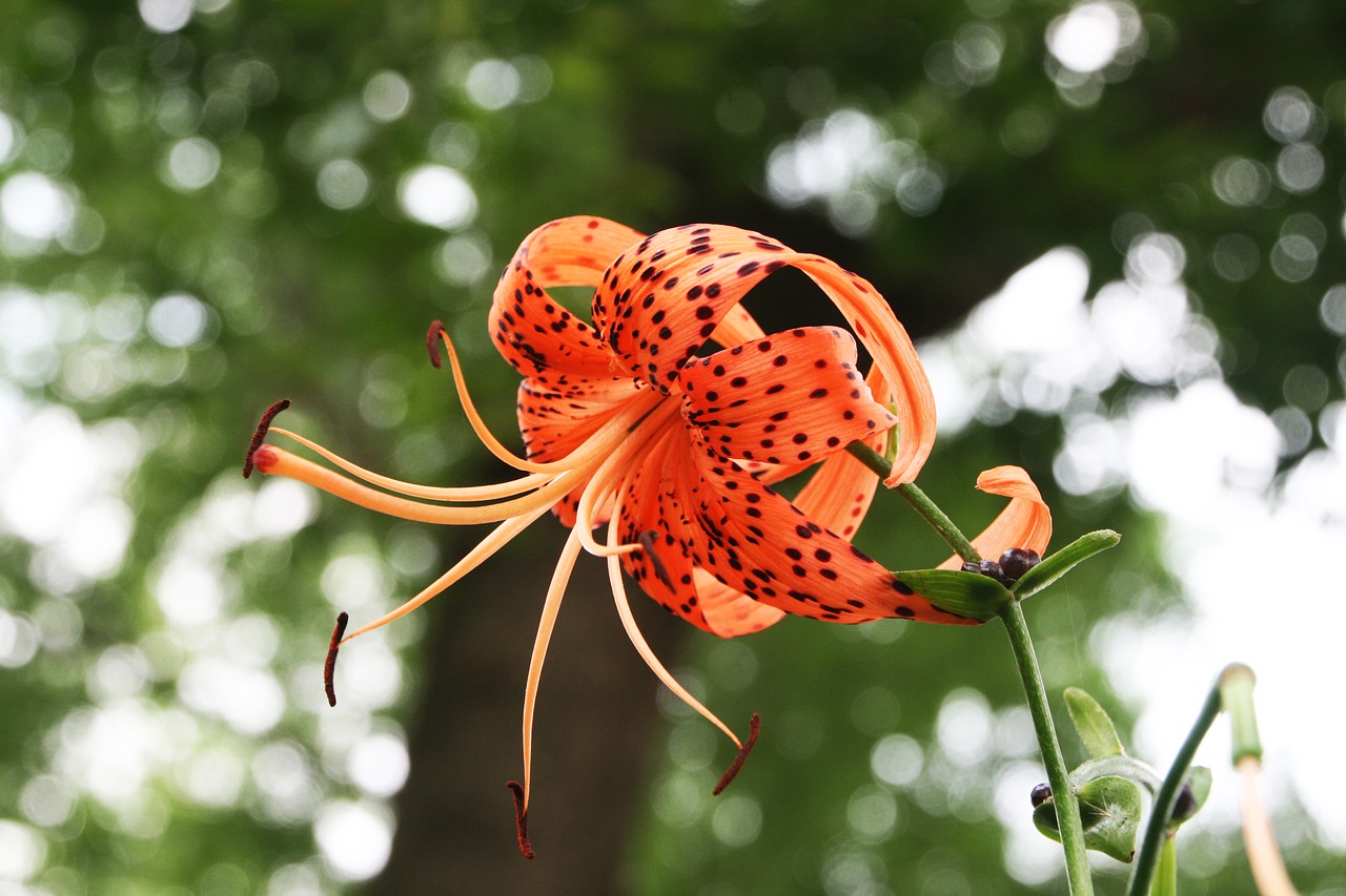 Descubre 5 secretos sobre el precioso Lilium - Blog sobre los secretos de  la flor cortada