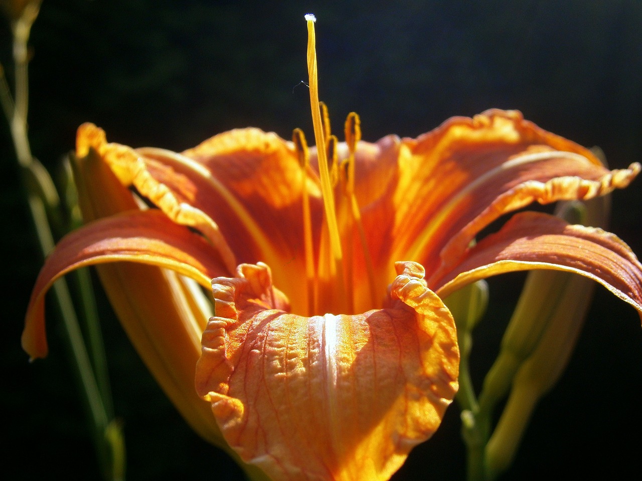 Descubre 5 secretos sobre el precioso Lilium - Blog sobre los secretos de  la flor cortada