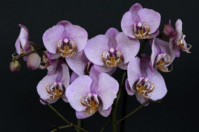 orquidea lila