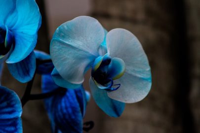 orquidea azul