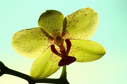 yellow-orchid-2144427_640