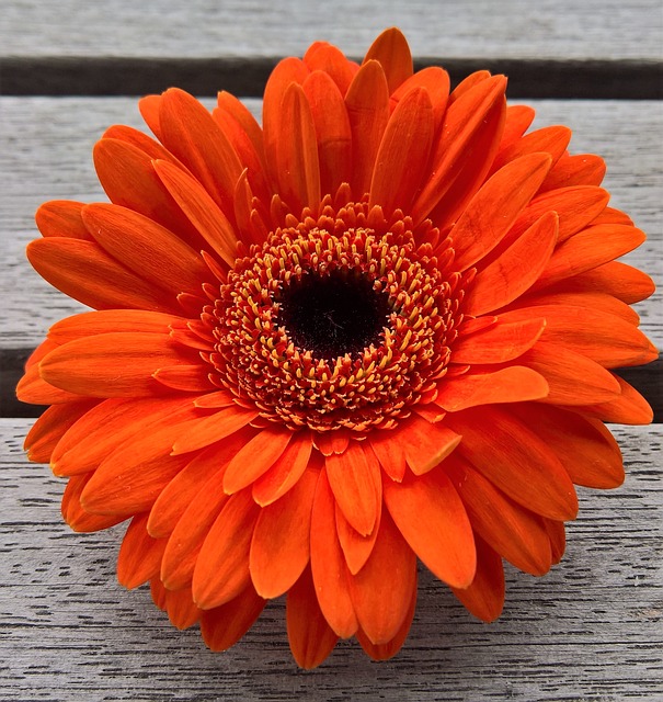 Conoce la Gerbera: flor de bonitos colores y muy duradera - Blog sobre los  secretos de la flor cortada