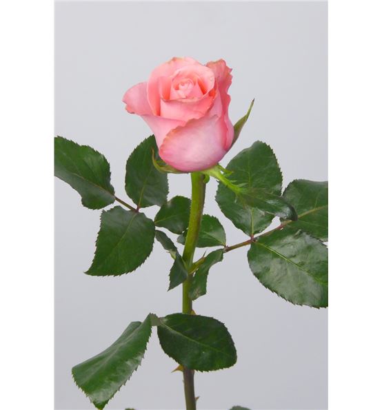 6 tipos de rosa de origen nacional que puedes encontrar en Bruflor