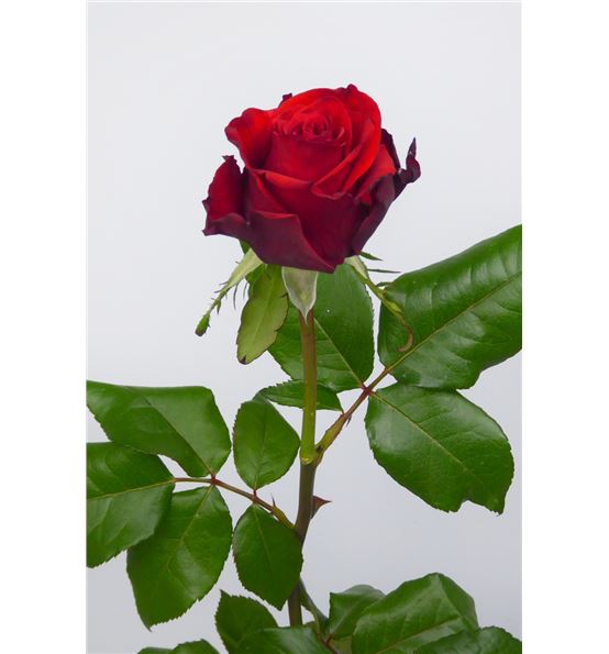 6 tipos de rosa de origen nacional que puedes encontrar en Bruflor