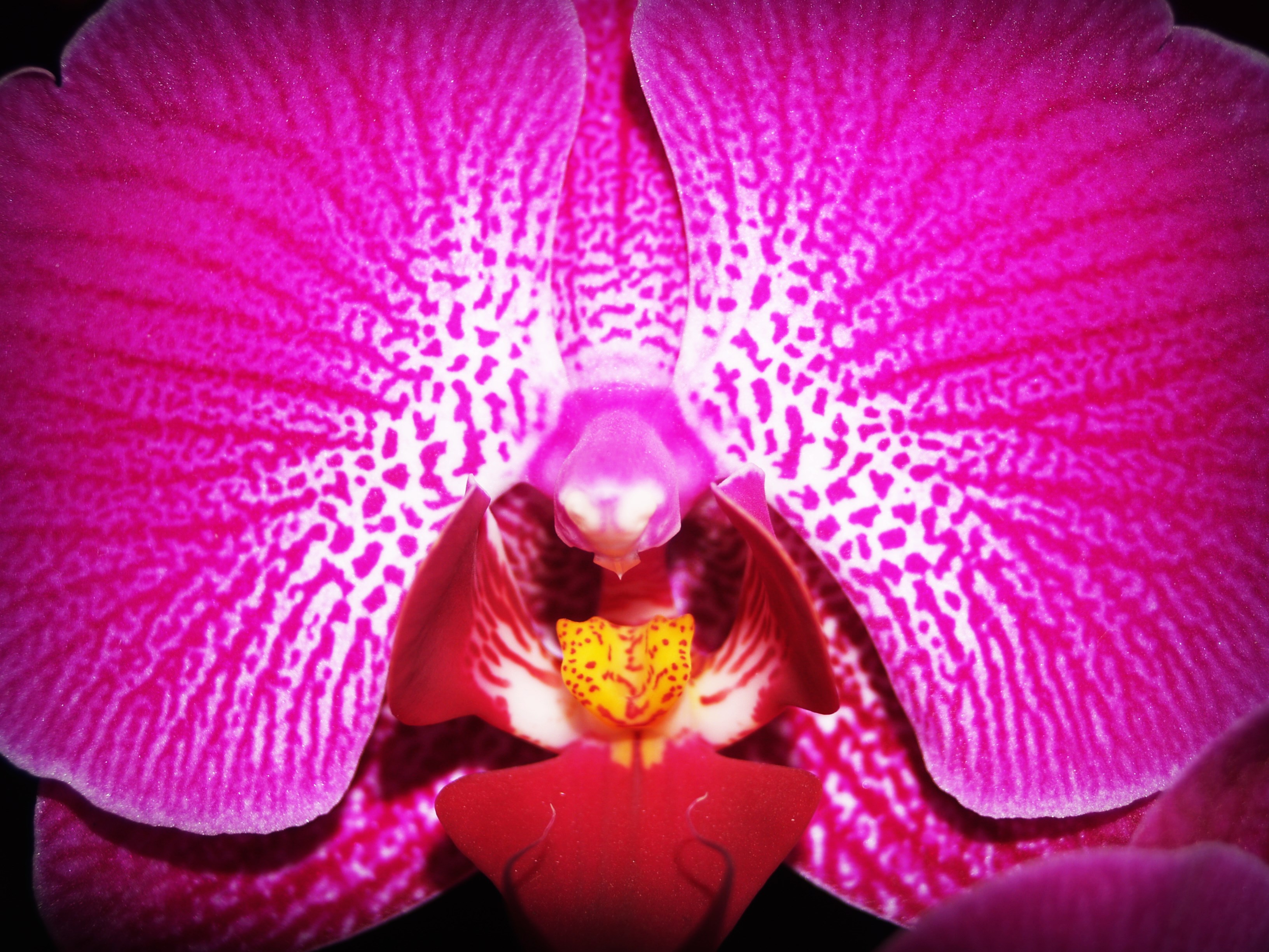Conoce algunas variedades de Orquídea que existen en el Mundo