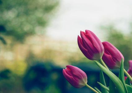 tulipan rosa