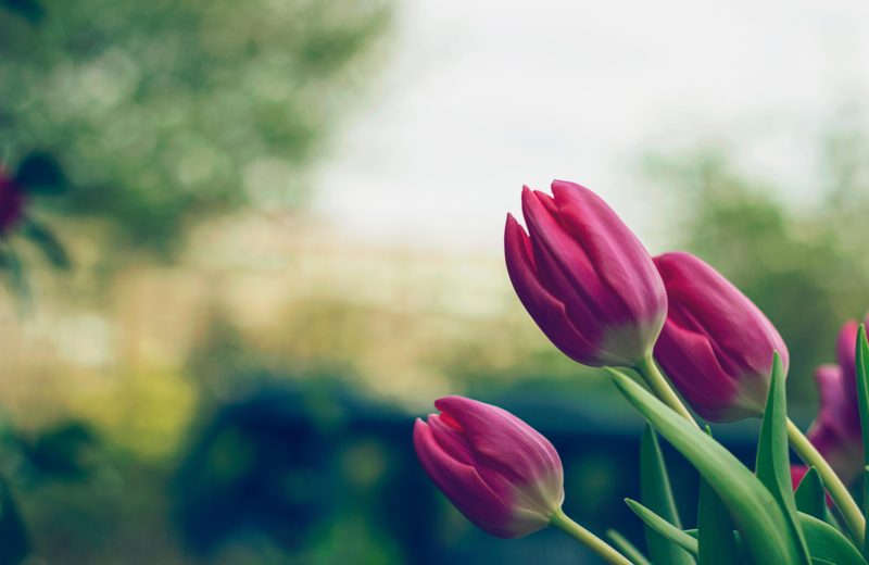 tulipan rosa