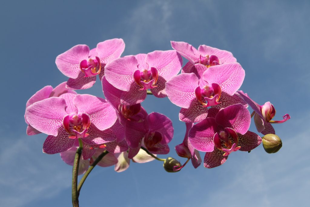Variedades de orquidea