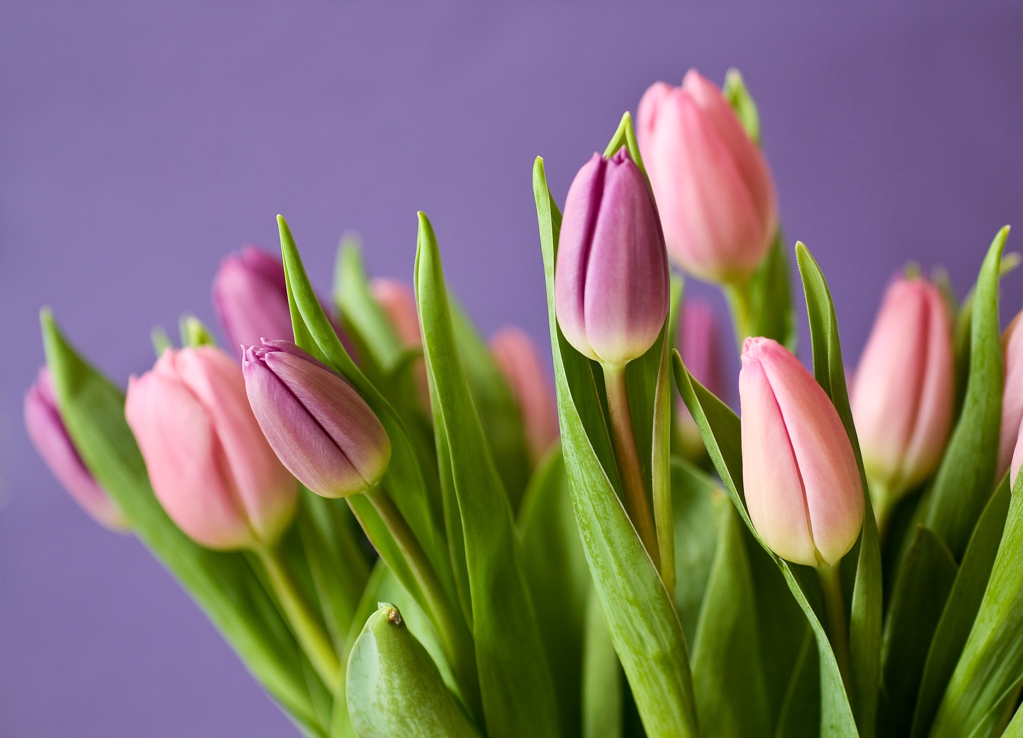 El Tulipán y algunos de sus secretos - Blog sobre los secretos de la flor  cortada