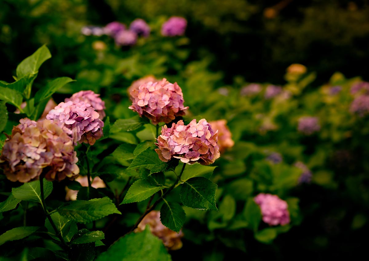 Los lugares con más flores del planeta | Bruflor Productores