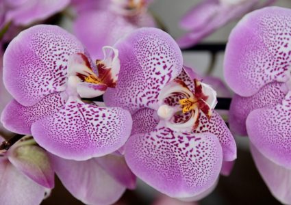 Cómo cuidar una orquídea