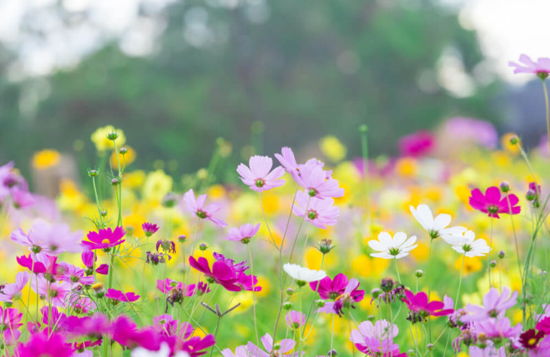 Consejos sobre decoración de jardines con flores | Bruflor