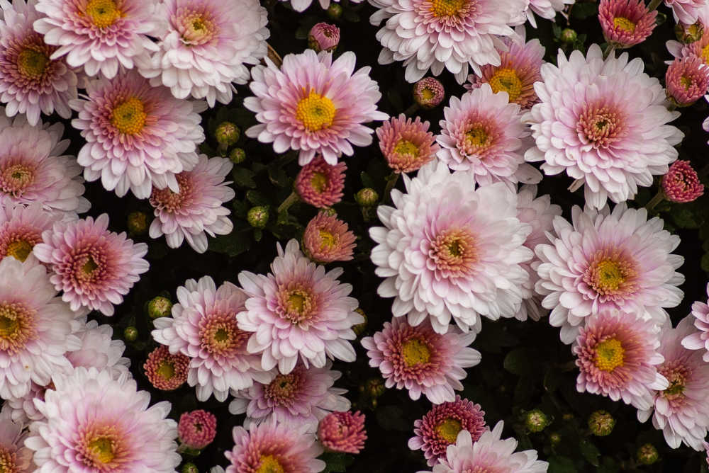 El crisantemo: sus cuidados, significados y más - Bruflor