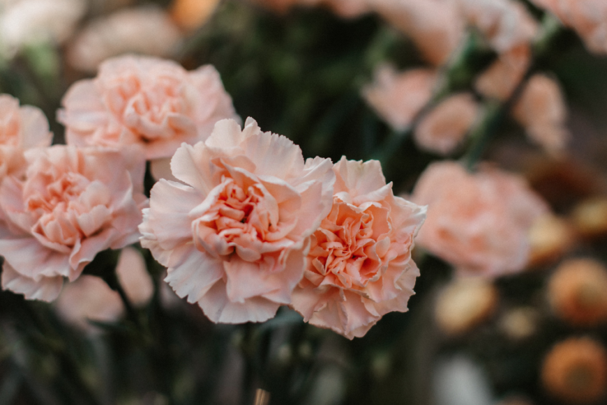 Cuida tu clavel en maceta todo lo que debes saber Bruflor